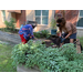 women pulling weeds