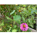 tomato plant with other flowers