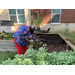 woman raking soil