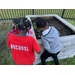 children playing around a garden