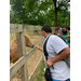 boy feeding a horse