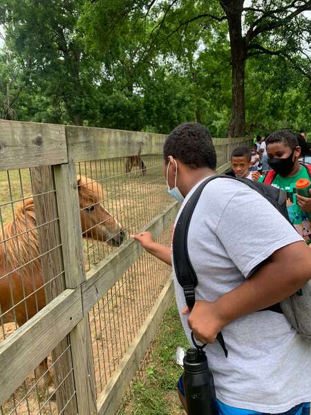 boy feeding a horse