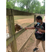 boy feeding a goat