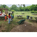 children watching a peacock