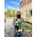 Harvesting Cabbage